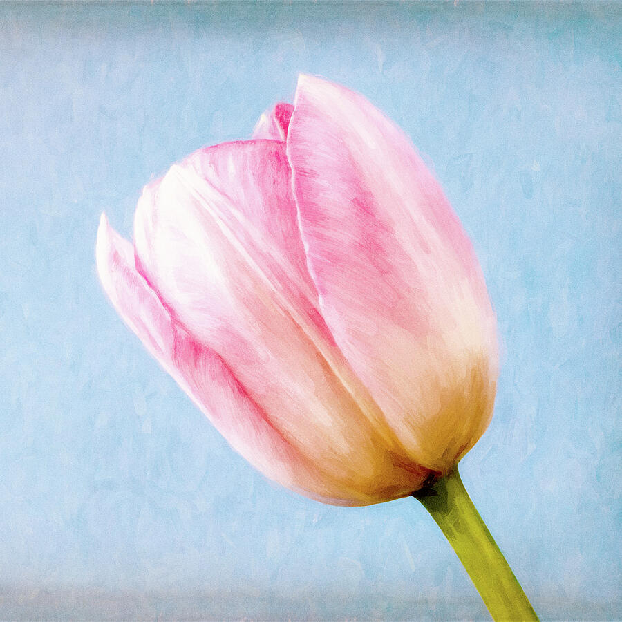 A Pink Tulip Photograph by Tanya C Smith