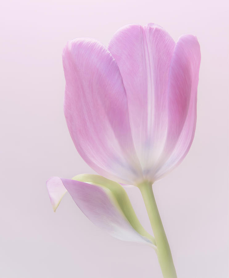 Pink Tulip Petals Photograph by Sylvia Goldkranz