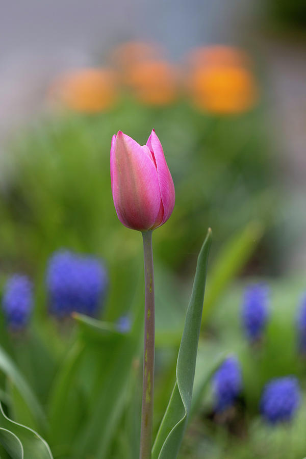 Pink tulip Photograph by Pietro Ebner