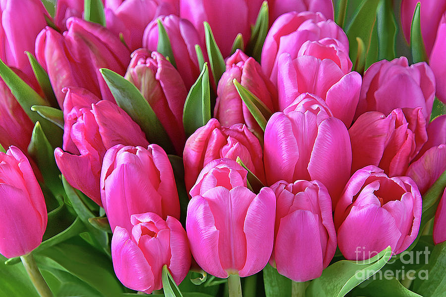 Pink Tulip Profusion Photograph