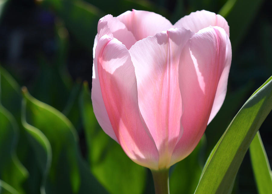 Pink Tulip, Reynolda Gardens Photograph by Dianne Sherrill