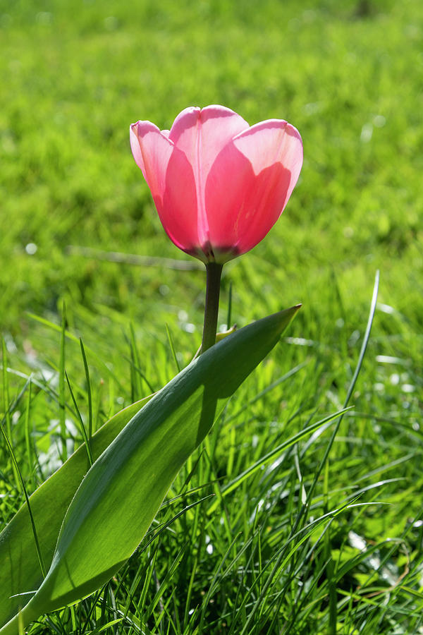 Pink tulip Photograph by Steev Stamford