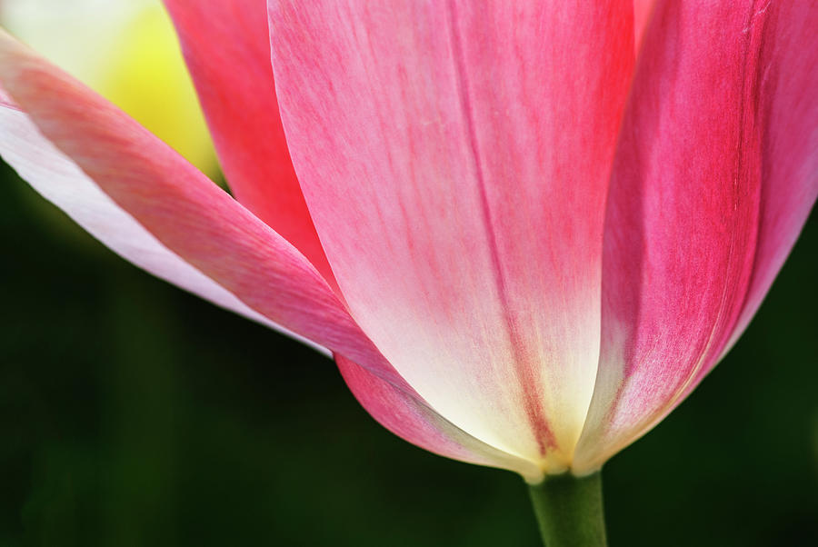 Pink Tulip Photograph by Vishwanath Bhat