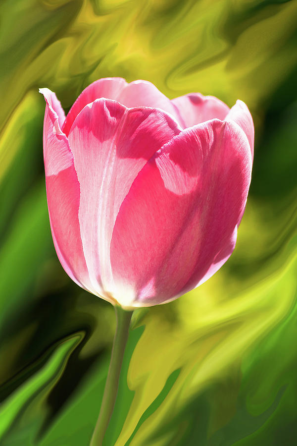Pink Tulip with artistic background Photograph by Cristina Stefan