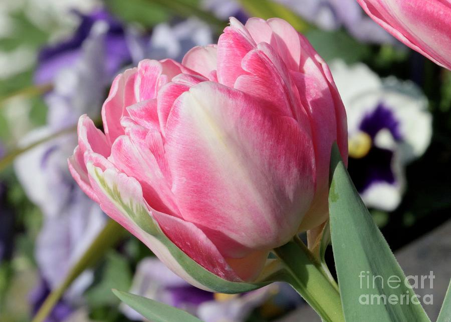 Pink Tulip With Pansies Background Photograph