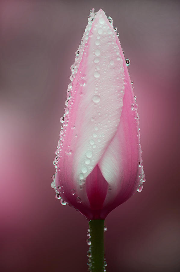 Pink Tulip with Rain Drops Photograph by Joan Han