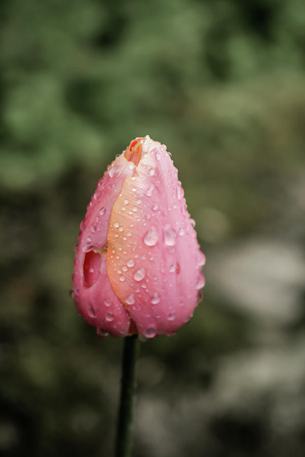 Pink Tulip With Raindrops Photograph