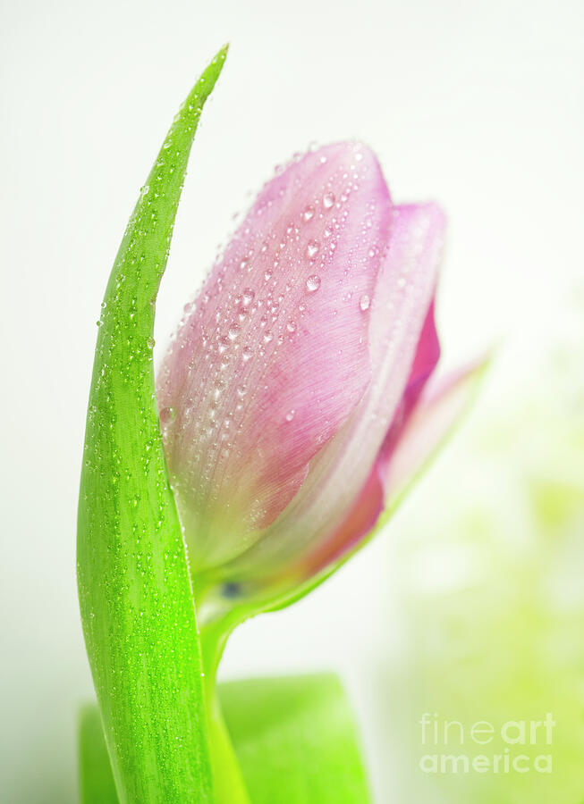 Pink Tulip With Water-droplets II Macro Photograph