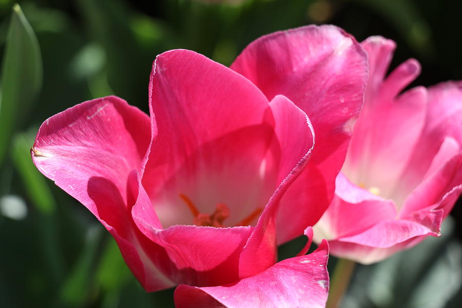 Pink Tulip With White Center Photograph by Sandra Kent - Fine Art America