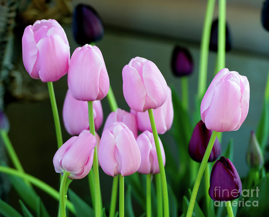 Tulip Photograph - Pink Tulips, 1 by Glenn Franco Simmons