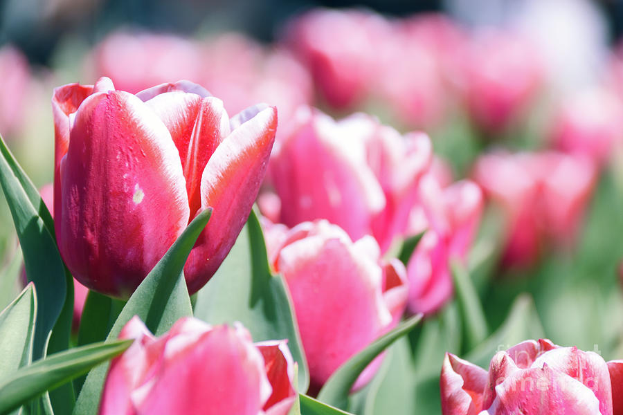 Pink Tulips 2 Photograph by Andrea Anderegg