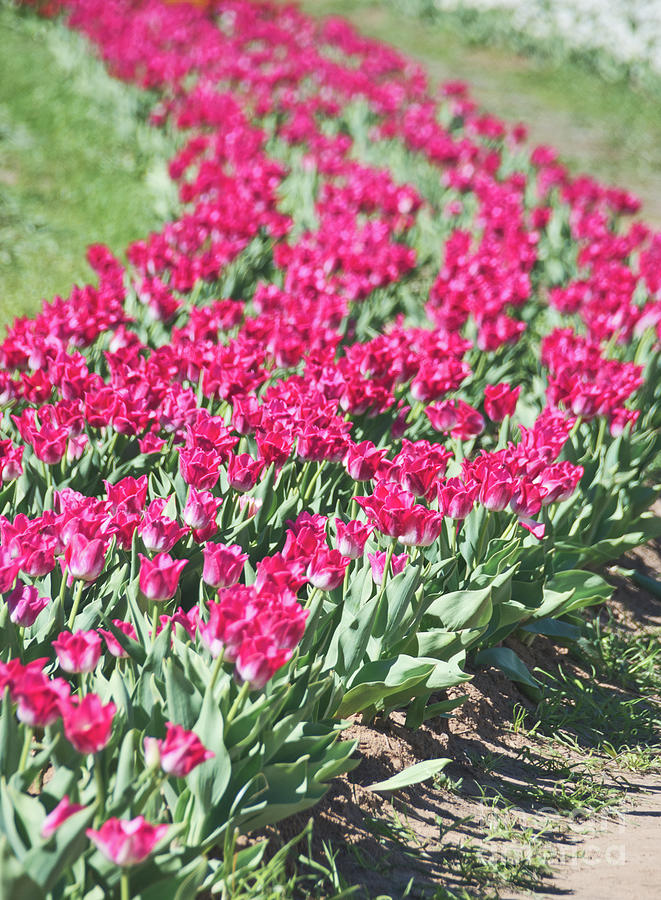 Pink Tulips 3 Photograph