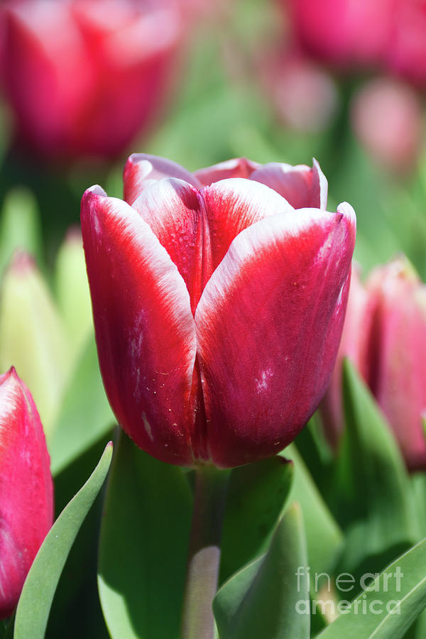 Pink Tulips 4 Photograph by Andrea Anderegg