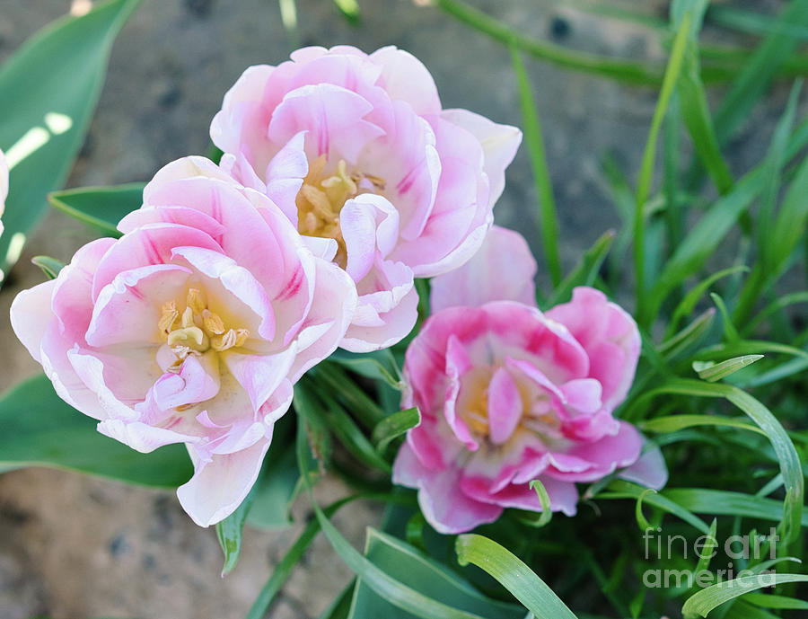 Pink Tulips Photograph