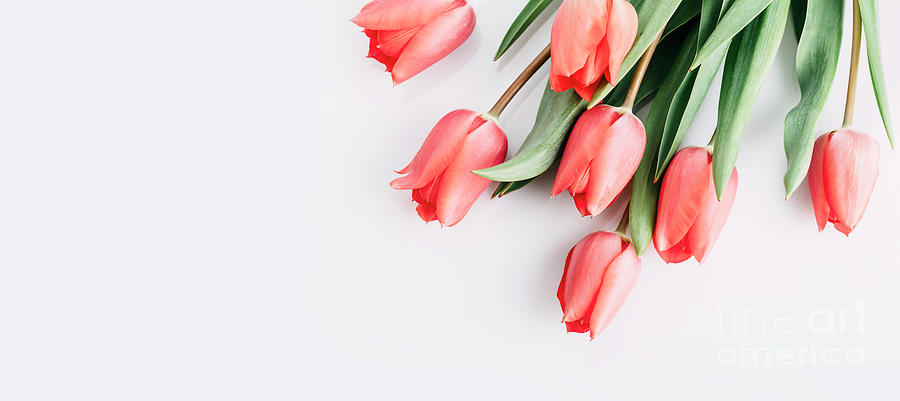 Pink tulips bouquet isolated on white background from above. Top Photograph by Jelena Jovanovic