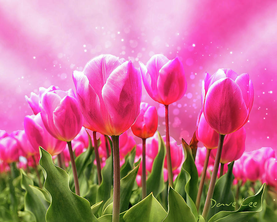 Pink Tulips Digital Art by Dave Lee