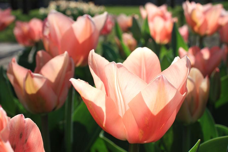 Pink Tulips Photograph by Gerry Bates