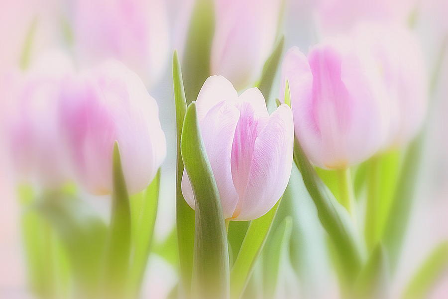 Pink Tulips Photograph by Helen George