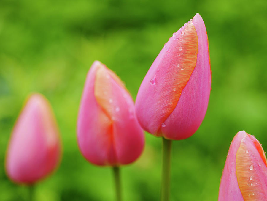 Pink Tulips Horizontal Photograph by Todd Bannor