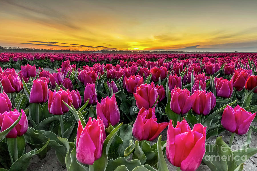 Pink Tulips in Holland Photograph by Arterra Picture Library