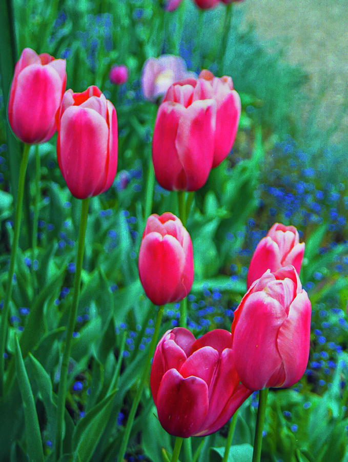 Pink Tulips in Monets Garden Photograph by Matthew Bamberg