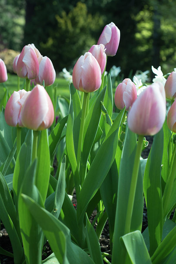 Pink Tulips in Vancouver Photograph by Jennifer Kane Webb
