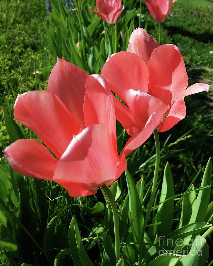 Pink Tulips Photograph by Jasna Dragun
