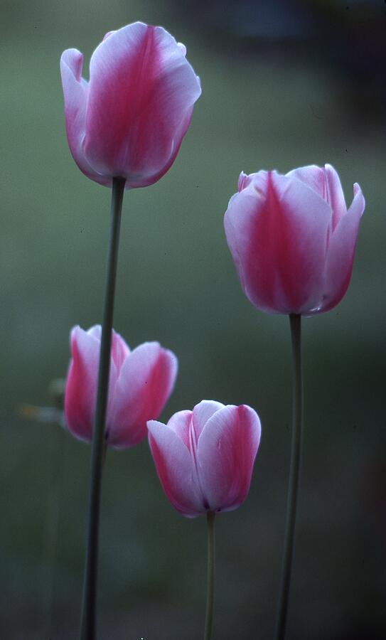 Pink Tulips Photograph by Lawrence Christopher