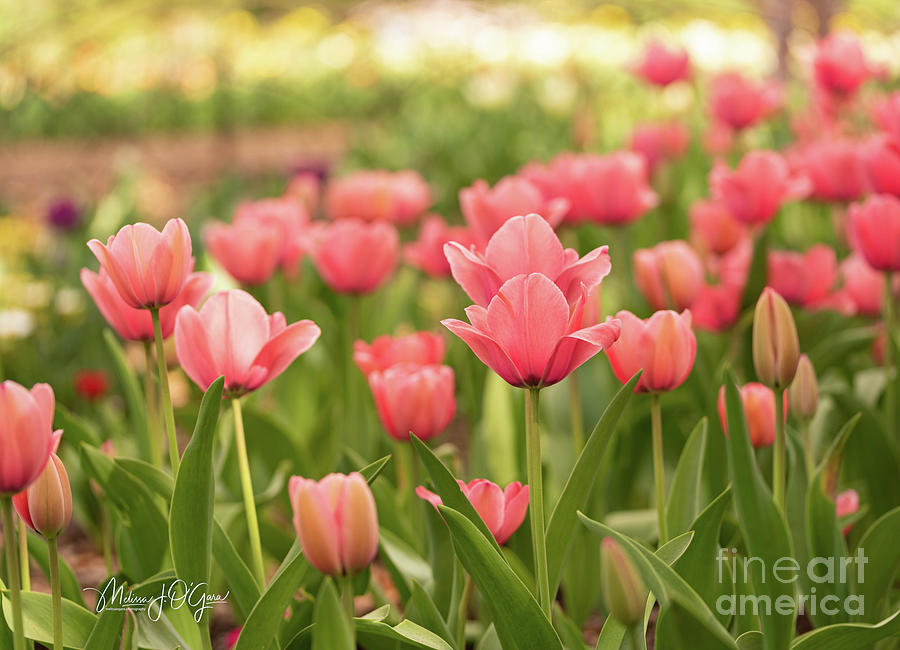 Pink Tulips Photograph by Melissa OGara