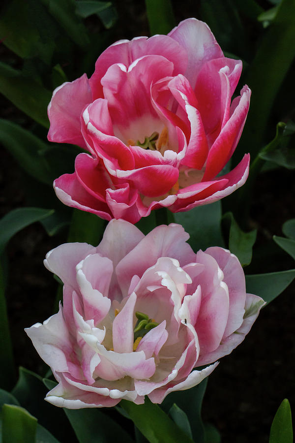 Pink Tulips of Keukenhof Photograph by John Haldane