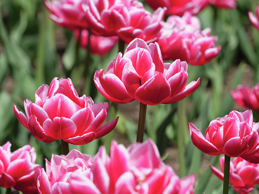 Pink tulips on display during the Ottawa Tulip Festival Photograph by Rob Huntley