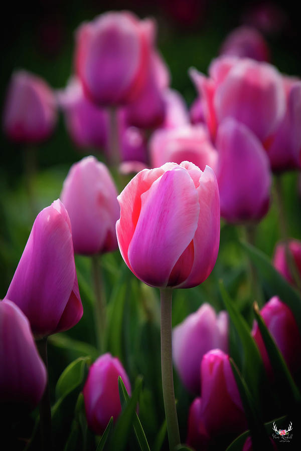 Pink tulips Photograph by Pam Rendall