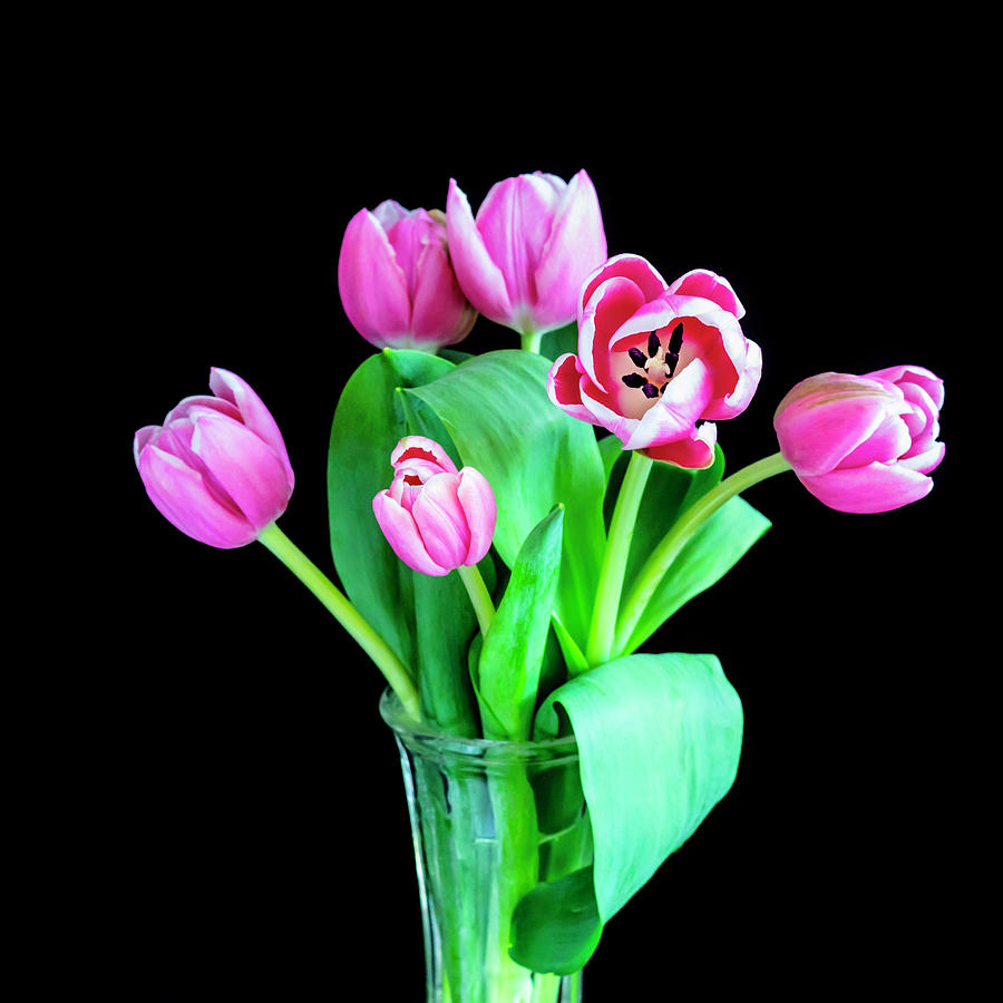  Pink Tulips Pink Impression X100 Photograph by Rich Franco