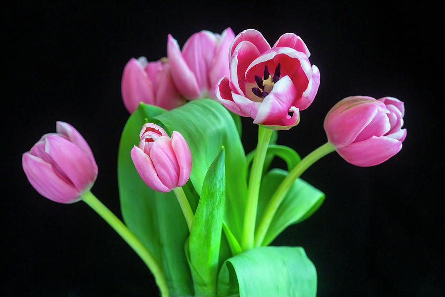  Pink Tulips Pink Impression X102 Photograph by Rich Franco