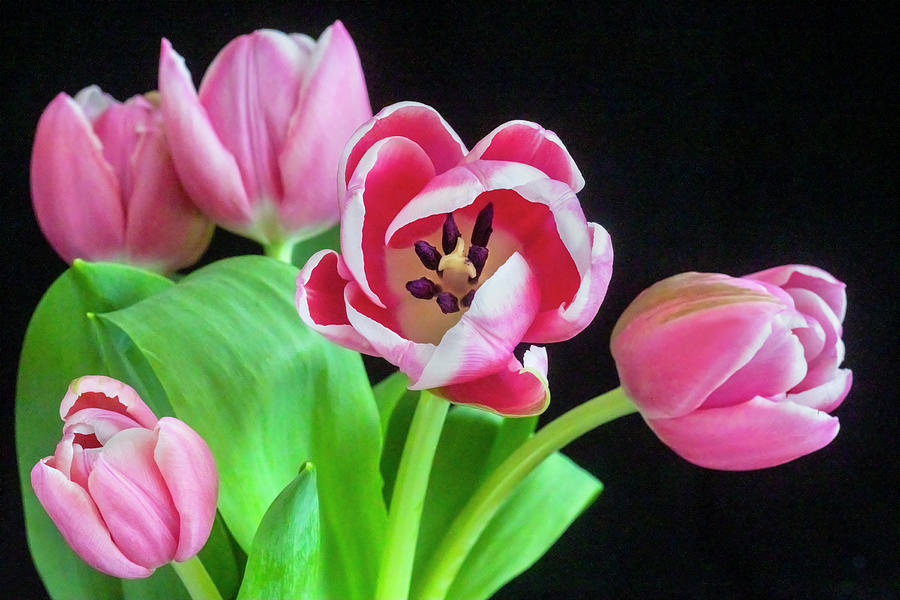  Pink Tulips Pink Impression X105 Photograph by Rich Franco