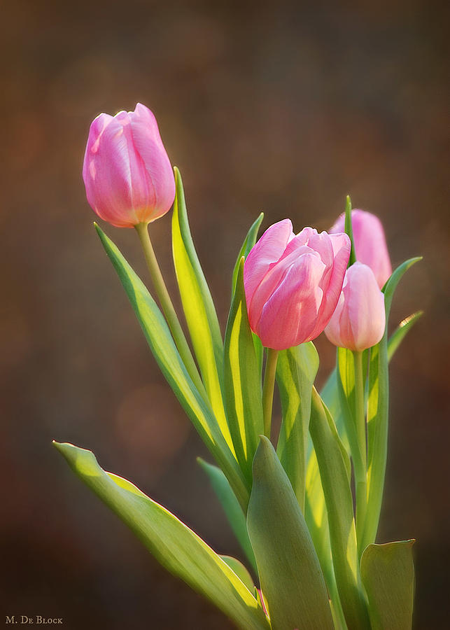 Pink Tulips Portrait Photograph by Marilyn DeBlock - Fine Art America