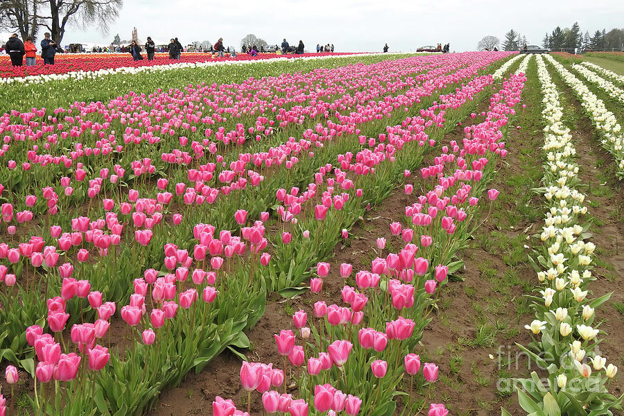Pink Tulips Photograph by Scott Cameron