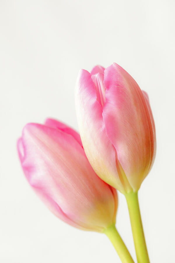 Pink Tulips Soft Mist Photograph by Tanya C Smith