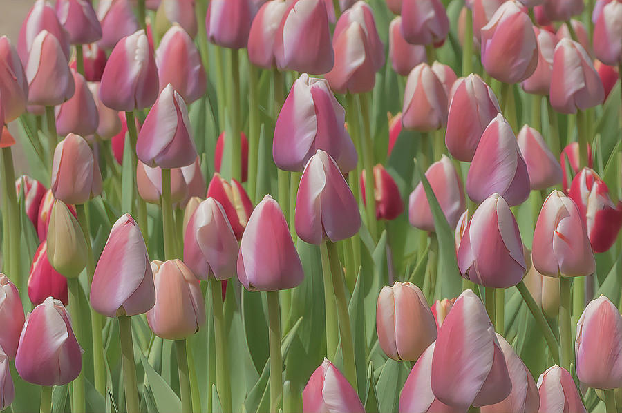 Pink Tulips Photograph by Sylvia Goldkranz