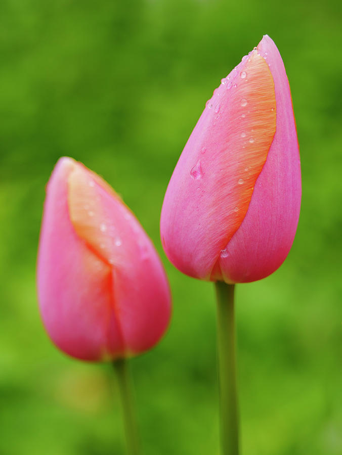 Pink Tulips Vertical Photograph by Todd Bannor