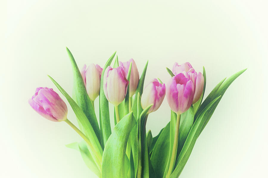 Pink Tulips Vintage Fade Photograph by Tanya C Smith
