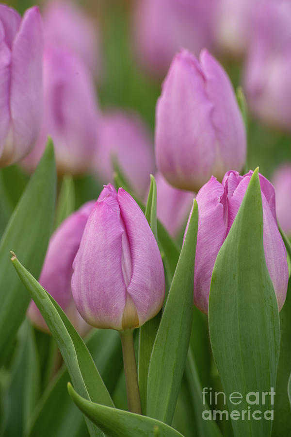 Pink Tulips  Digital Art by Yenni Harrison