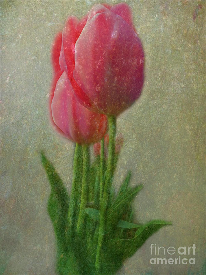 Pink Tulips Photograph by Yvonne Johnstone