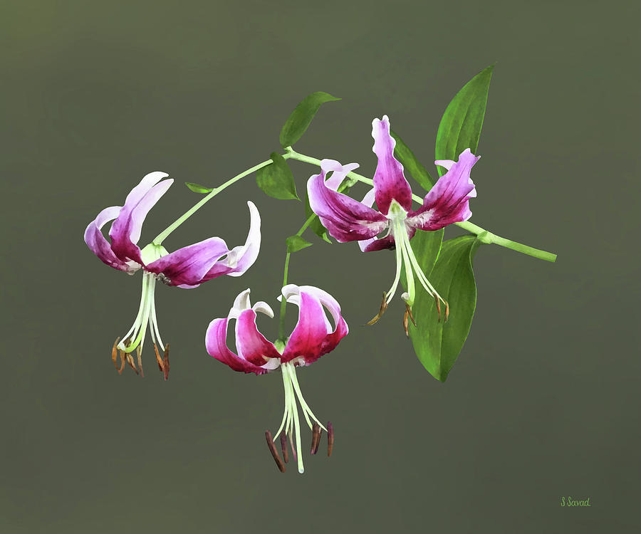 Pink Turks Cap Lilies Photograph by Susan Savad