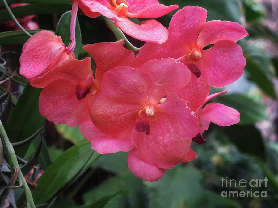 Pink Vanda Orchids Photograph