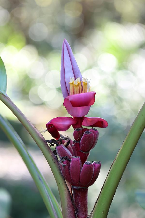 Pink Velvet Banana Flower Photograph by Mingming Jiang