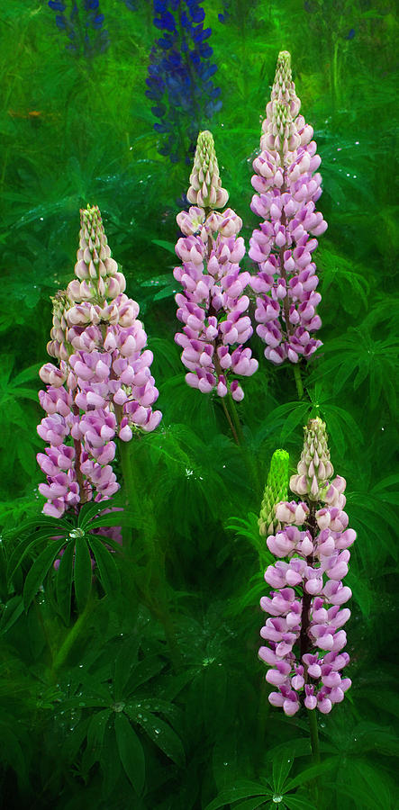 Pink Vertical in the Lupine Field Photograph by Wayne King