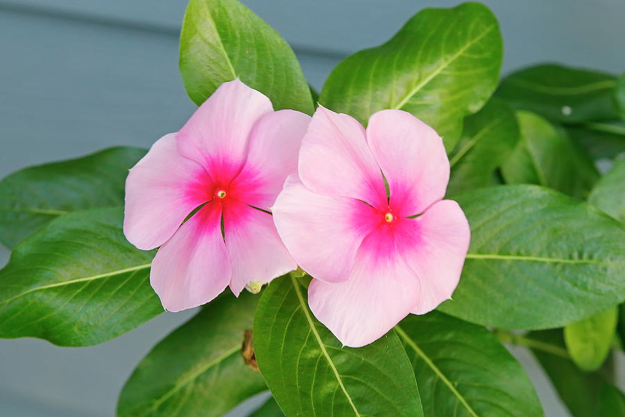 Pink Vinca Flowers Photograph by Daniel Caracappa - Fine Art America