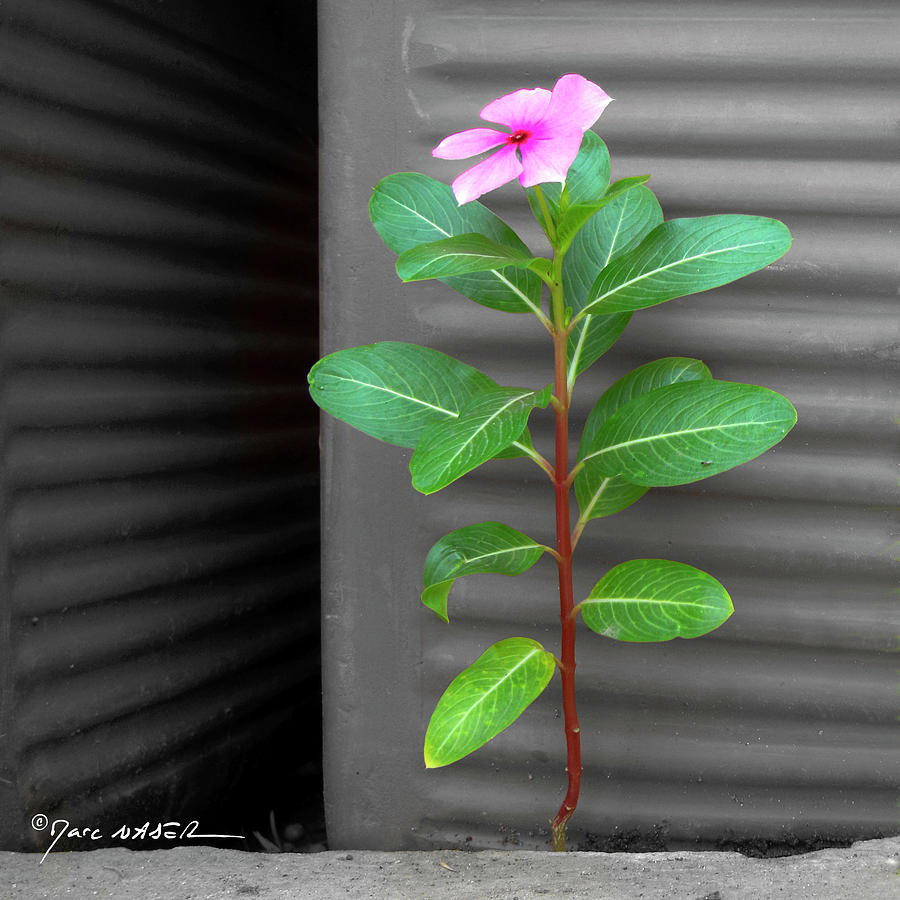 Pink Vinca In A World Of Gray Photograph by Marc Nader