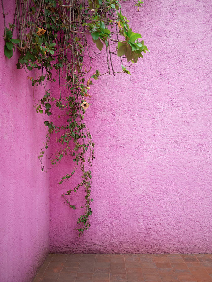 Pink Photograph by Wade Lichtsinn - Fine Art America